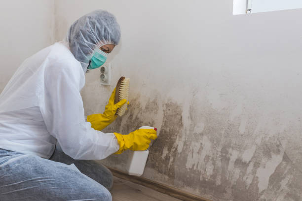 Best Mold Remediation for Healthcare Facilities  in Fairmount, GA